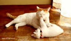 Umorismo -  Fun Animali Gatti 02 