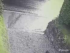 Humour - Fun Animaux Chiens Serie 04 