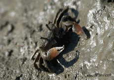 Humor -  Fun Animals Crabs 01 