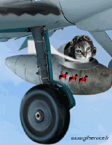 Humour - Fun Animaux Chats Serie 03 