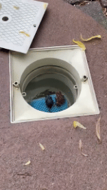 Humor - Fun Animales Ranas 01 