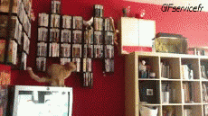 Humour - Fun Animaux Chats Serie 05 