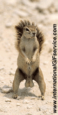 Humor -  Fun Animals Squirrels 01 