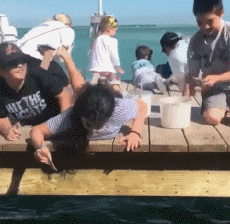 Humor - Fun Animales Pájaros Pelícanos 