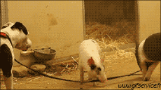 Humor -  Fun Animals Pigs - Bushpigs 01 