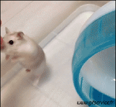 Humor -  Fun Animals Hamster 01 