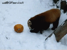 Humour - Fun Animaux Raton Laveurs Serie 01 