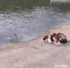 Humor -  Fun Tiere Katze 06 