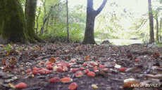 Humor -  Fun Animals Squirrels 01 