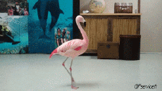 Humour - Fun Animaux Oiseaux Flamand Rose 