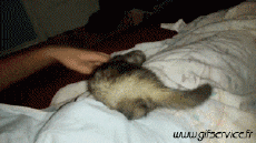 Humour - Fun Animaux Furets 01 