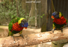 Humour - Fun Animaux Oiseaux Pérroquet Péruche 