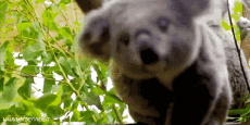 Humor - Fun Animales Koala 01 