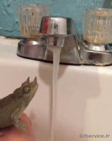 Humor - Fun Animales Camaleón 01 