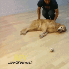 Umorismo -  Fun Animali Cani 01 