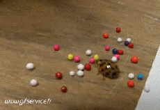 Umorismo -  Fun Animali Insetti 01 