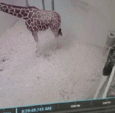 Humour - Fun Animaux Girafes Serie 01 