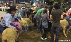 Humour - Fun Animaux Moutons 01 