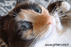 Humor -  Fun Tiere Katze 03 