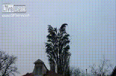 Humor -  Fun Animals Birds Sparrows 