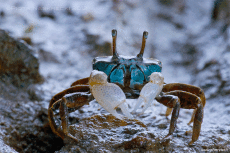 Humor -  Fun Animals Crabs 01 