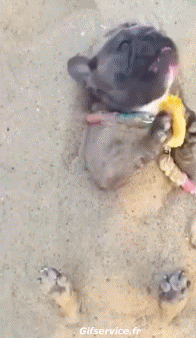 Humour - Fun Animaux Chiens Serie 04 