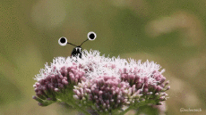 Humor - Fun GIF Artista @Eclectech 