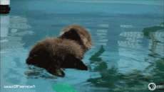 Humour - Fun Animaux Loutres 01 