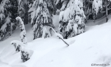 Humor -  Fun Sport Ski Free Ride Fun Win 