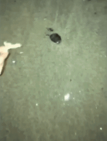 Humour - Fun Animaux Crabes 01 