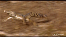 Humor -  Fun Animals Crocodiles - Caiman 01 