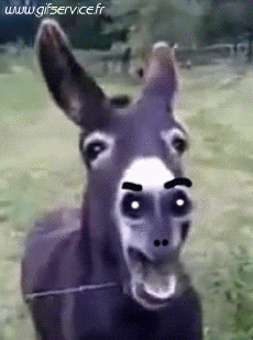 Humor - Fun Animales Burros 01 