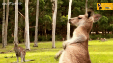 Humour - Fun Animaux Kangourous 01 