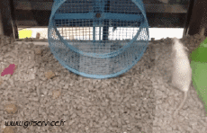 Humor -  Fun Animals Hamster 01 