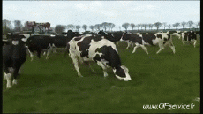 Humor - Fun Animales Vacas 01 