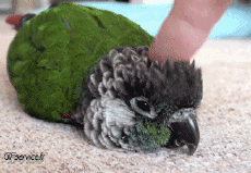 Humor - Fun Animales Pájaros Loro Peruche 