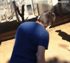 Humor -  Fun Tiere Lama 01 