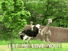 Humor - Fun Animales Avestruces 01 