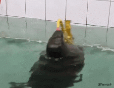 Humor -  Fun Animals Seals sea ​​lion 01 