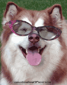 Humor -  Fun Animals Dogs 01 