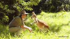 Humor - Fun Animales Canguros 01 