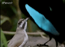 Humor -  Fun Animals Birds Various 