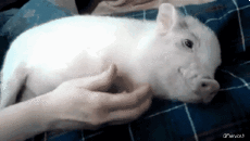 Humour - Fun Animaux Cochons Sangliers Serie 02 