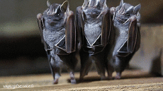 Humor -  Fun Animals Bat 01 