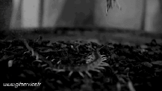 Humor -  Fun Animals Insects 01 