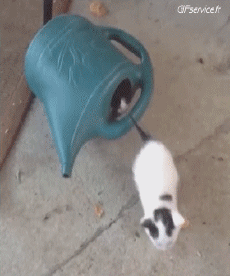 Humor - Fun Animales Gatos 06 