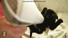 Humour - Fun Animaux Chiens Serie 01 