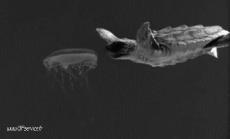 Humour - Fun Animaux Tortues Serie 01 