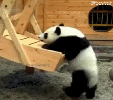 Umorismo -  Fun Animali Orso 01 