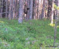 Humor -  Fun Animals Bears 01 